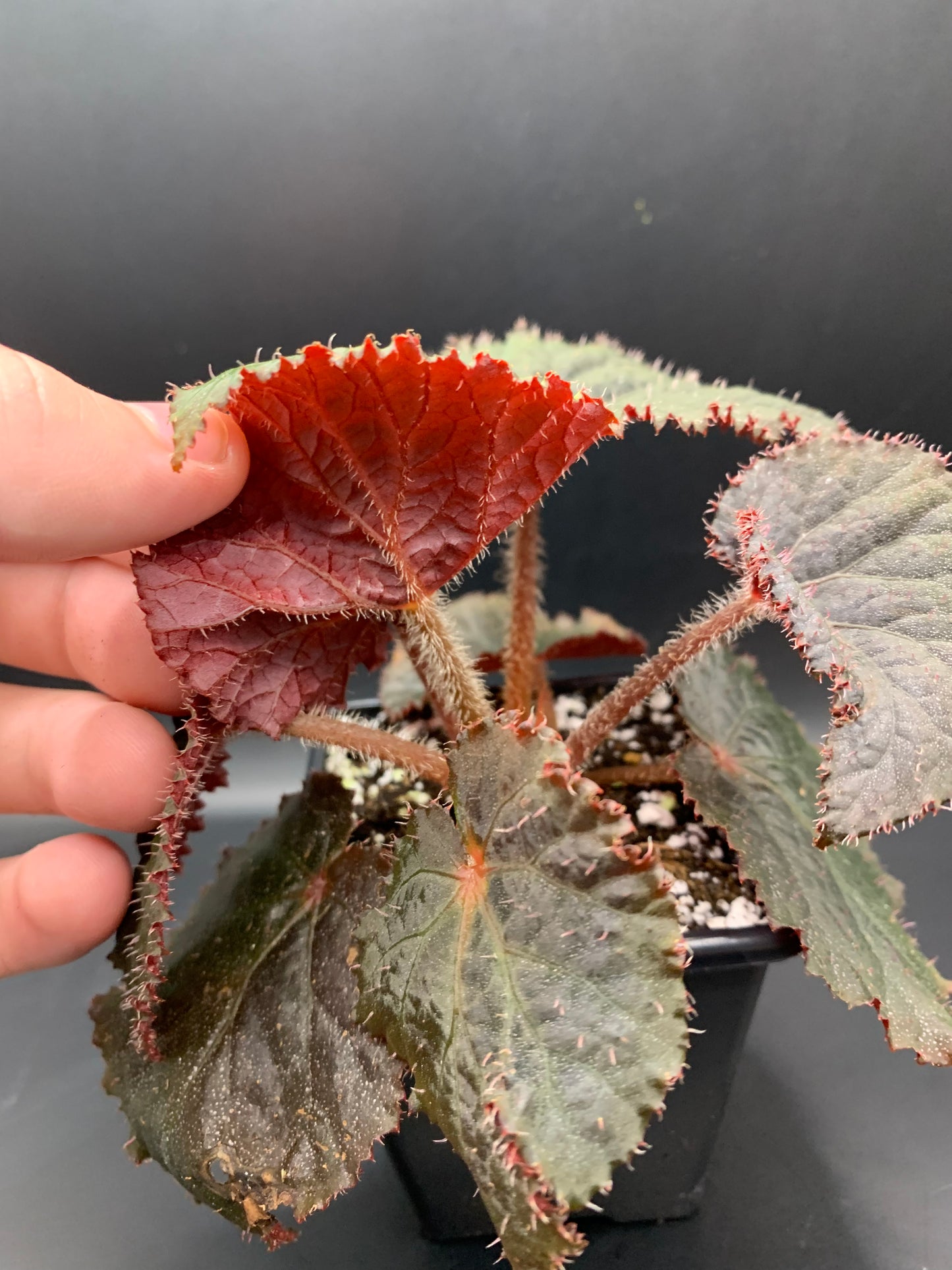 Begonia U485