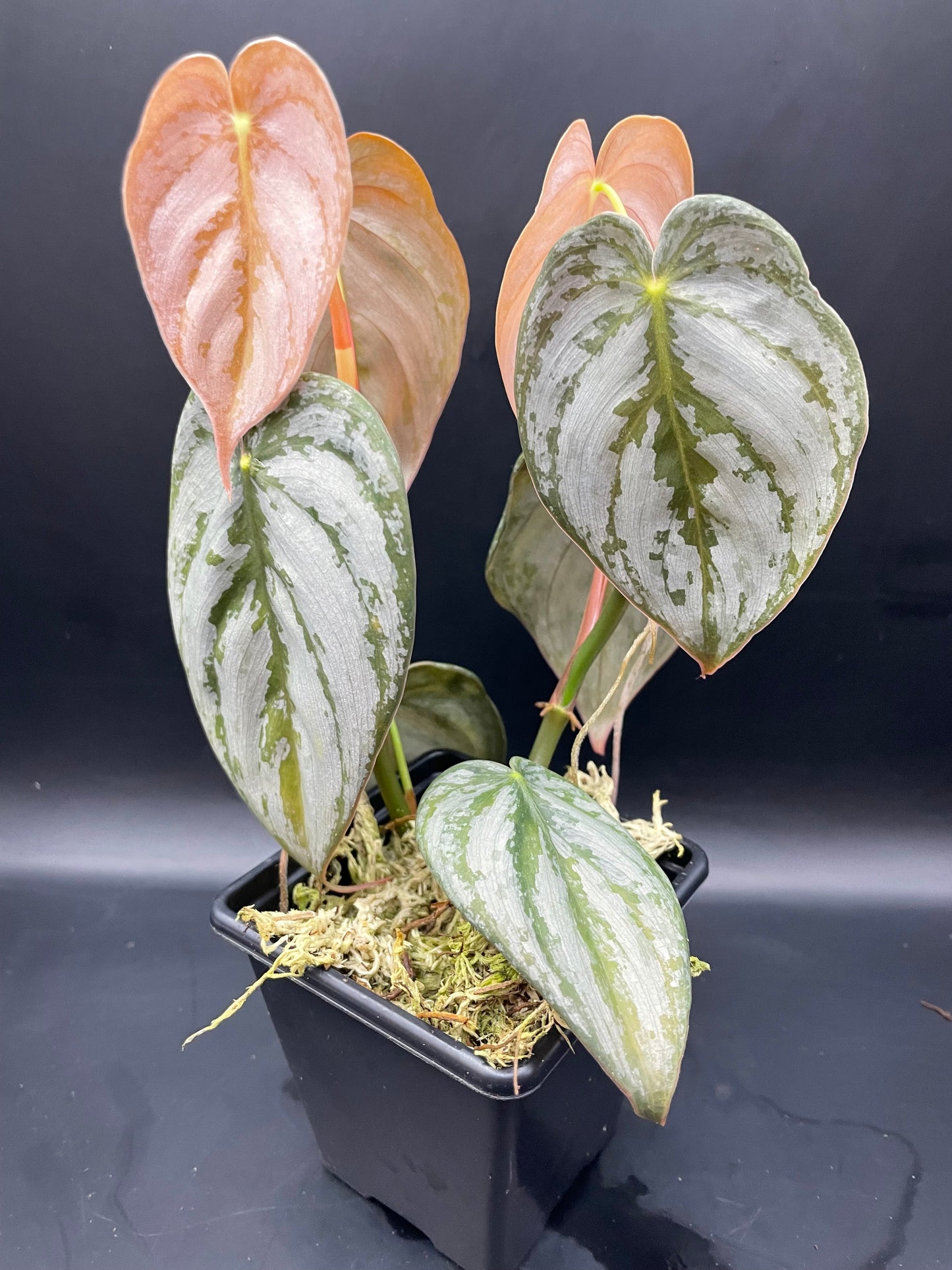 Philodendron Brandtianum