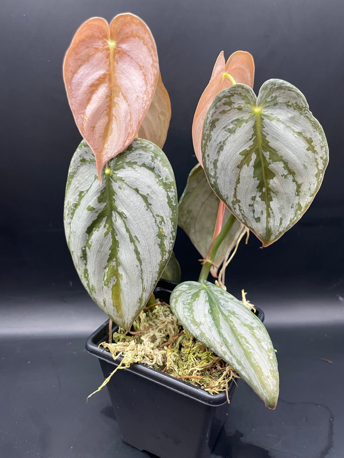 Philodendron Brandtianum