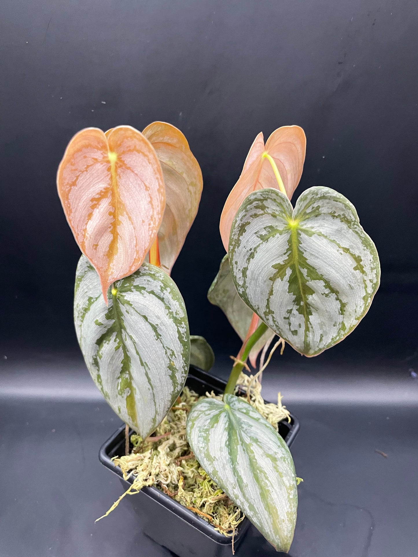 Philodendron Brandtianum