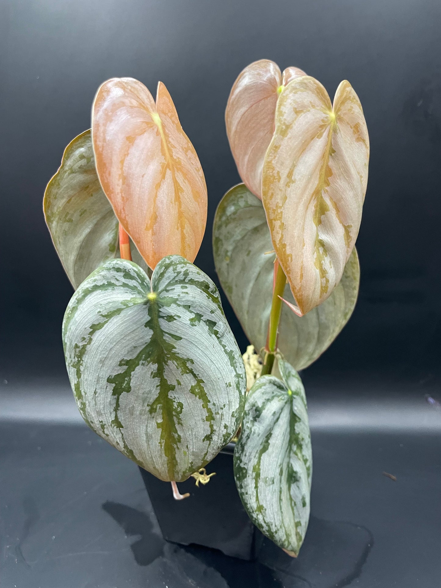 Philodendron Brandtianum