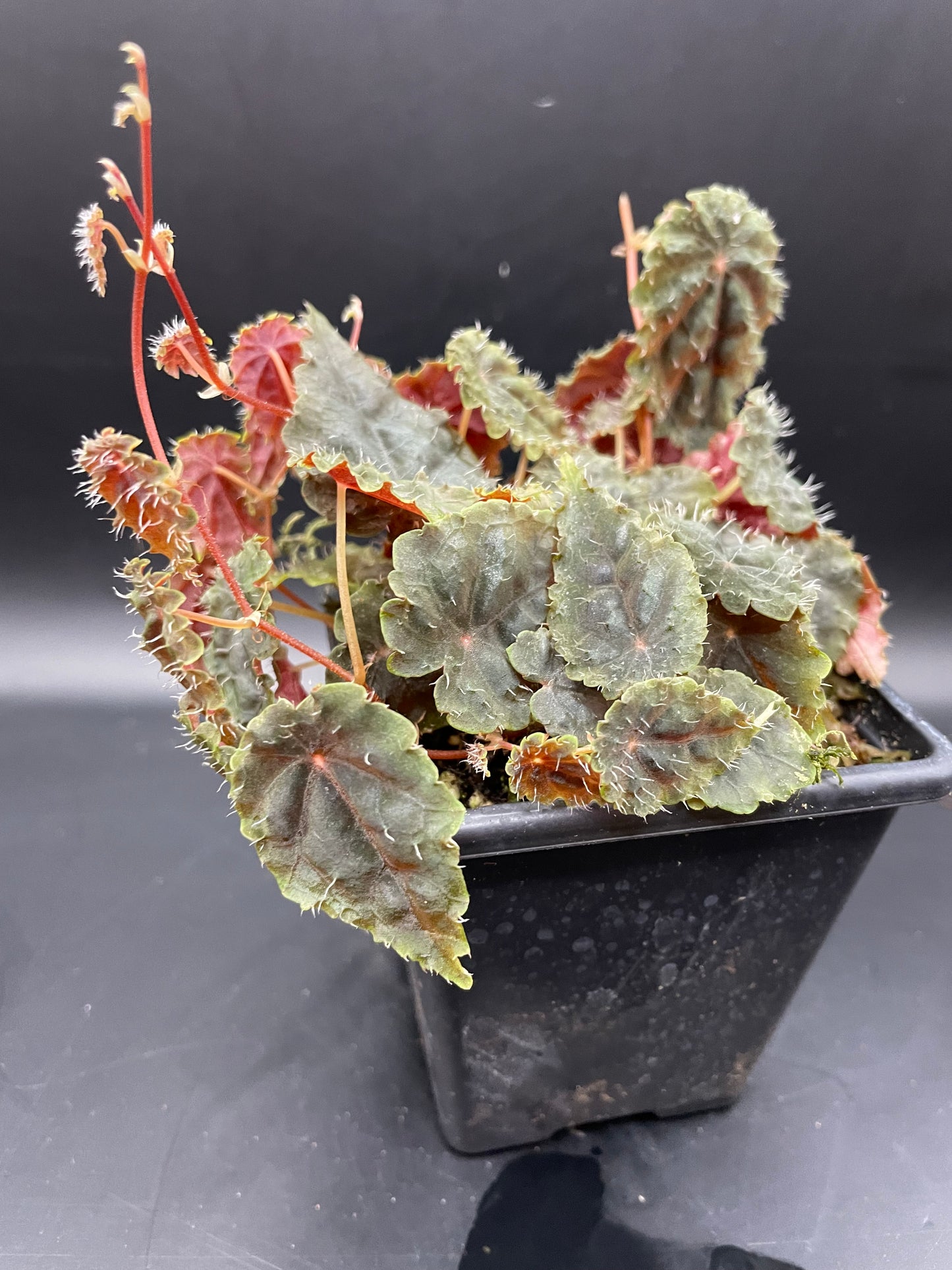 Begonia Dodsonii