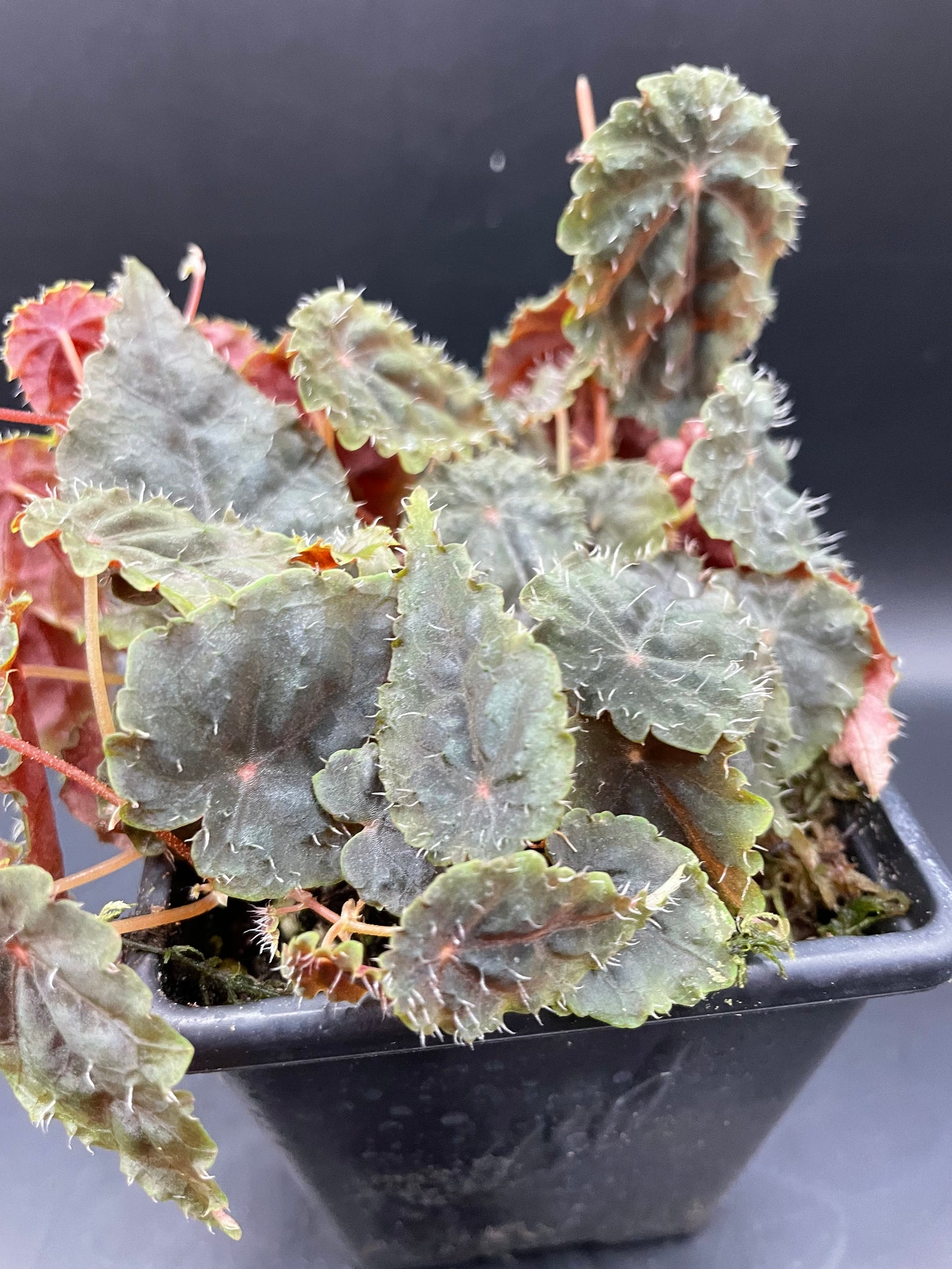 Begonia Dodsonii