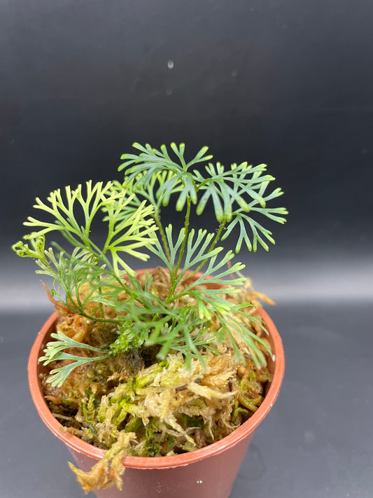 Elaphoglossum peltatum