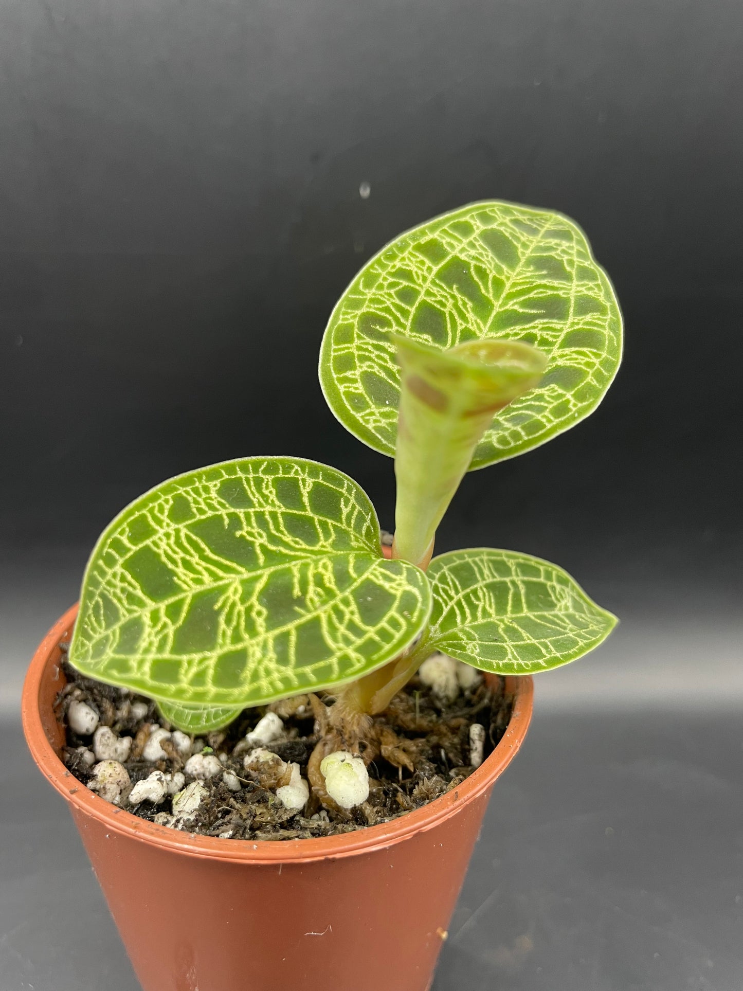 Macodes Petola (Jewel orchid) – Rare Tropicals