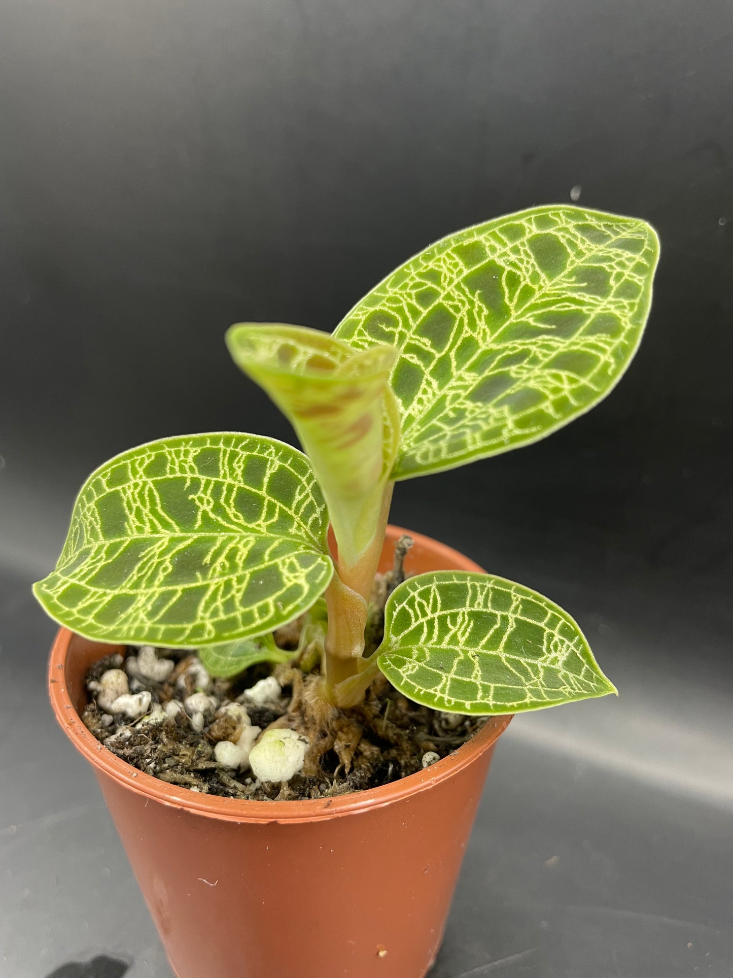 Macodes Petola (Jewel orchid)