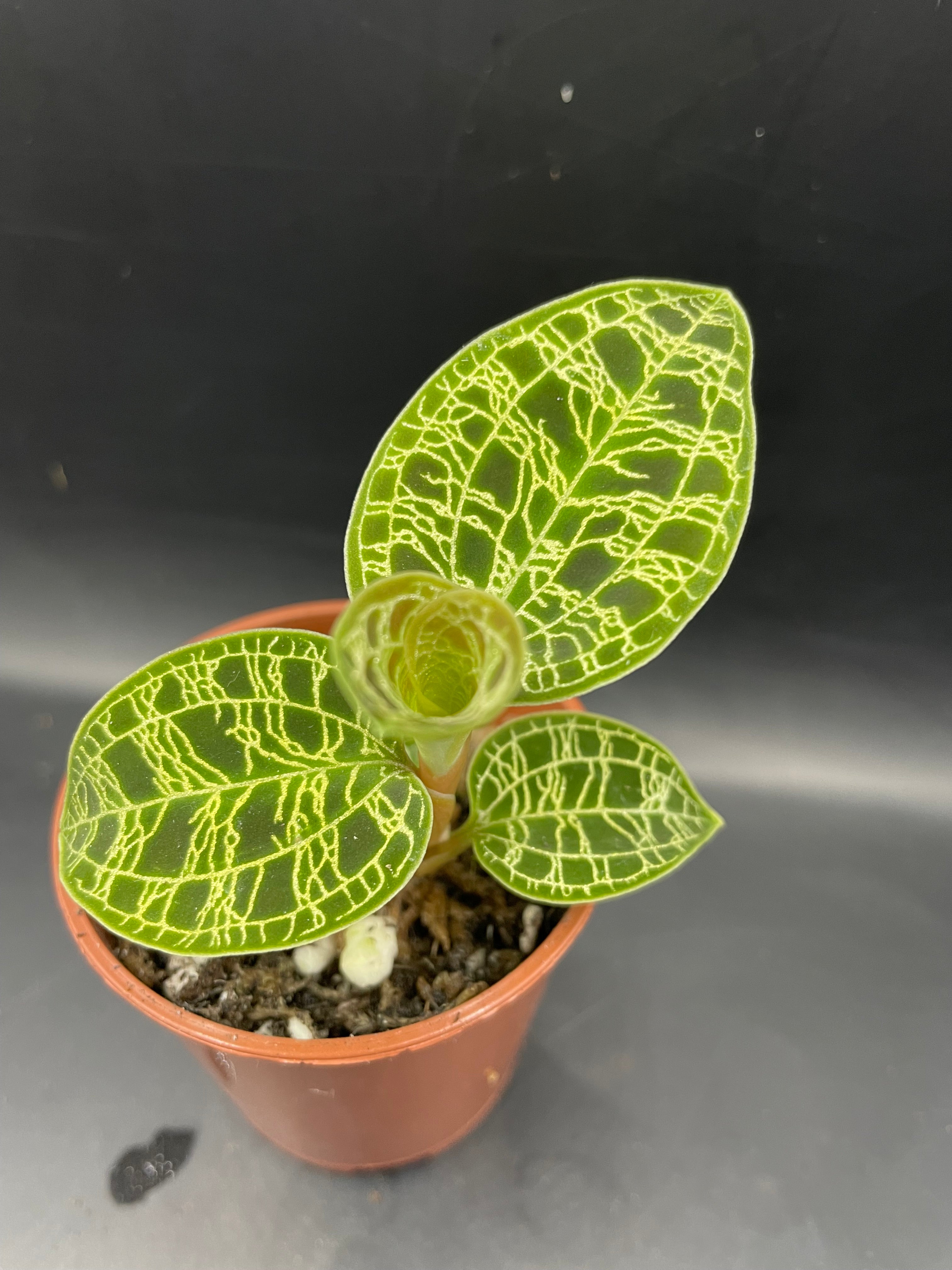 Macodes Petola (Jewel orchid) – Rare Tropicals