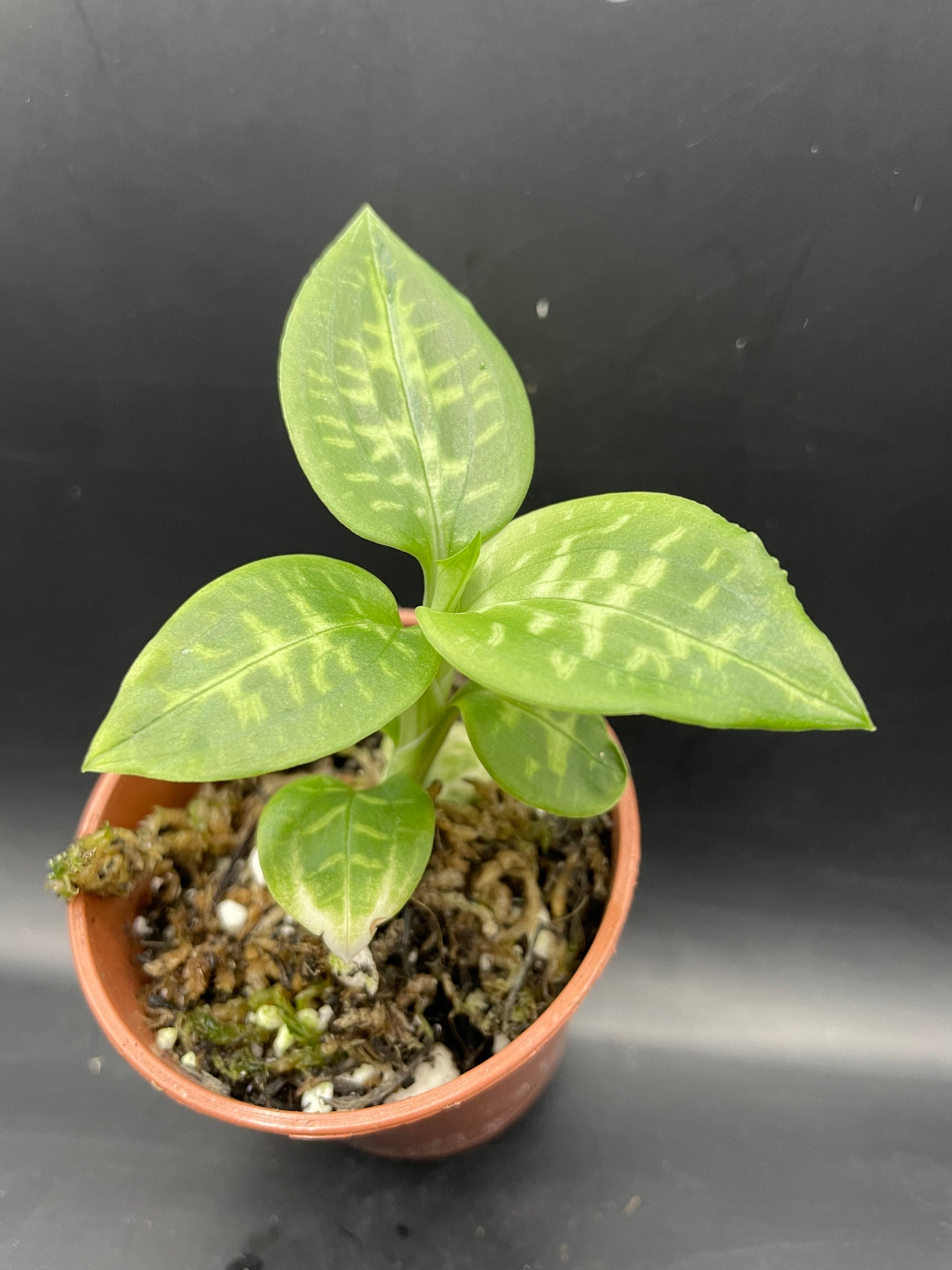 Goodyera daibuzanensis (jewel orchid)