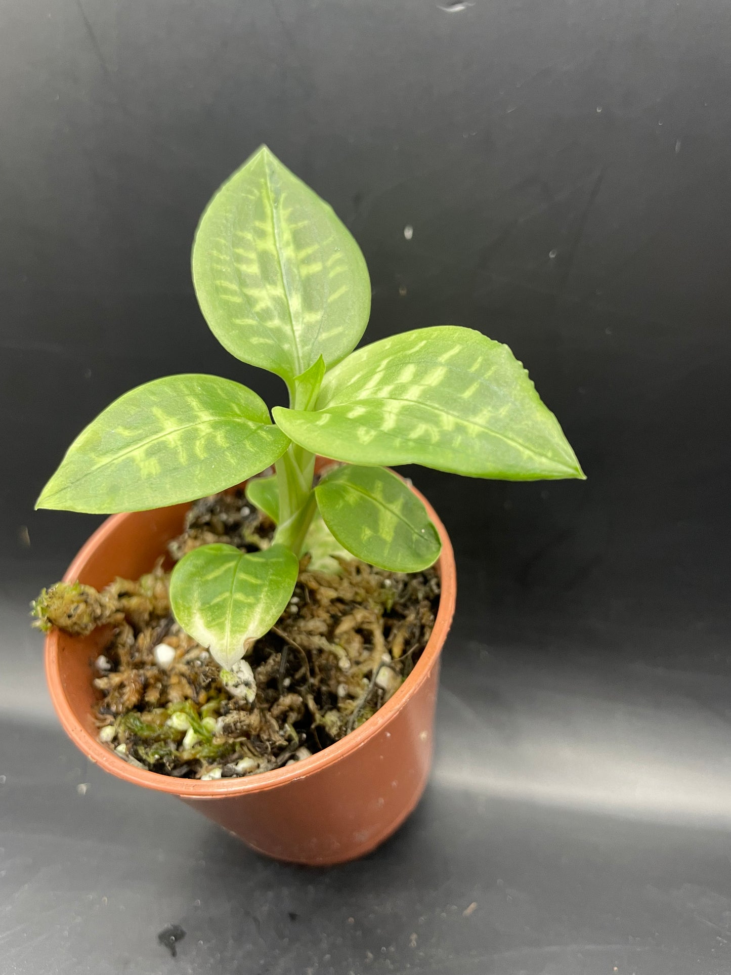 Goodyera daibuzanensis (jewel orchid)