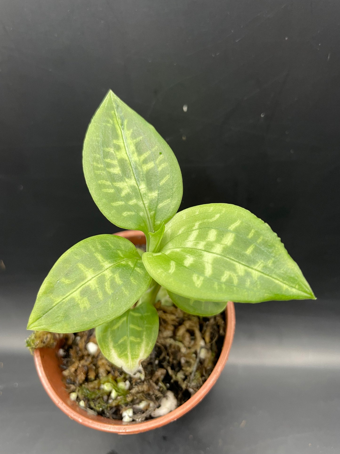 Goodyera daibuzanensis (jewel orchid)